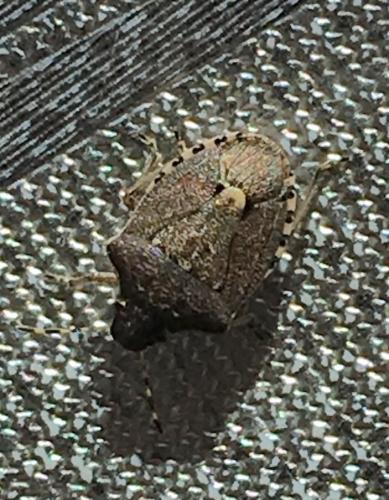 Holcostethus sp.